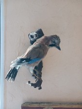 Taxidermie Geai Curiosité