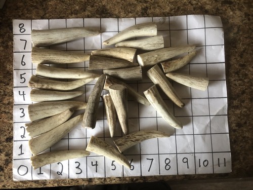 Pound antler tips - 1, colorado