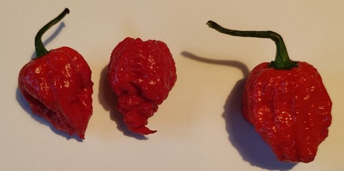 Graines piment 7pot - piment, lave