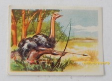 Image CHROMO Chocolat