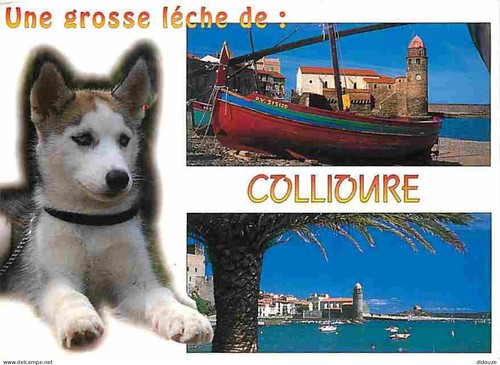 Carte postale animaux - -,