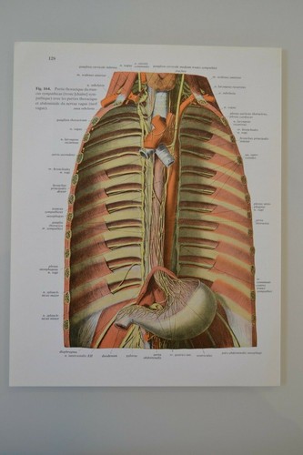 Planche anatomie humaine - planche,