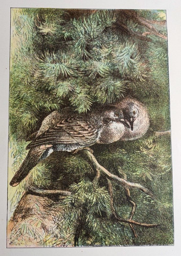 Colombe oiseaux tourterelle