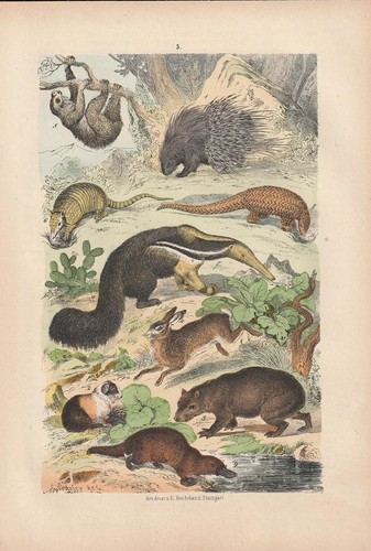 Animaux sauvages porc - animaux,