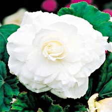 Bégonia Tubercule Fleurs