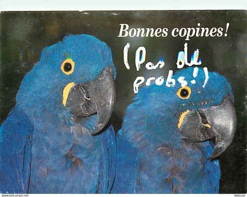 Carte postale animaux - carte,