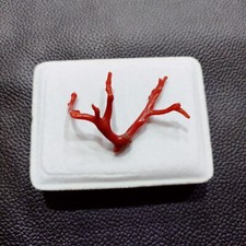 Branche de corail naturel