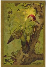 Chromo-Chicorée arlatte(Cambrai)Pic Vert(Picus Viridis)-Oiseaux-Db.29