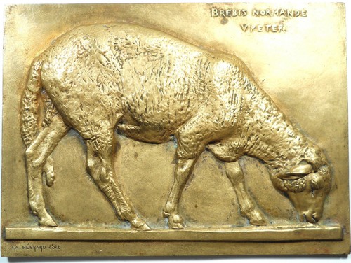 France mouton brebis normande - mouton,