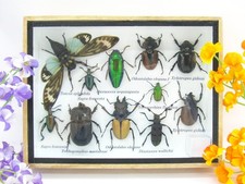 Insectes 3D - exotiques réel