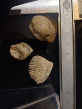Lot De 3 Brachiopodes Fossiles