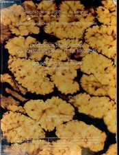 La géologie des charbons, des