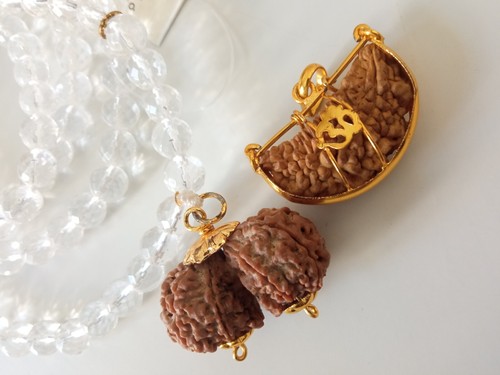 Rudraksha authentique gauri