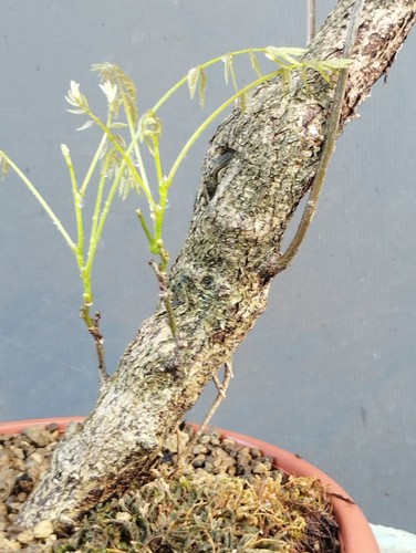 Bonsaï glycine cm en - 10,