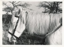 Ph. Bastardie CAMARGUE c. 1940