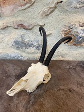 Cornes Bois Chamois Massacre Trophée Gamsbock Taxidermie Cabinet Curiosité