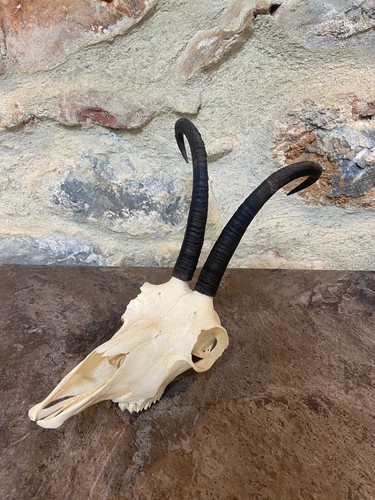 Cornes bois chamois massacre - cornes,
