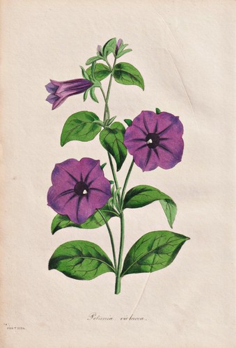 Petunia violacea argentina - petunia,