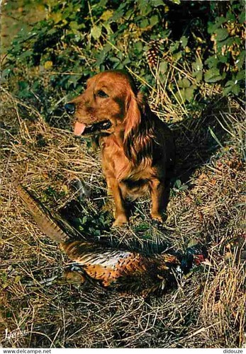 Carte postale animaux - carte,