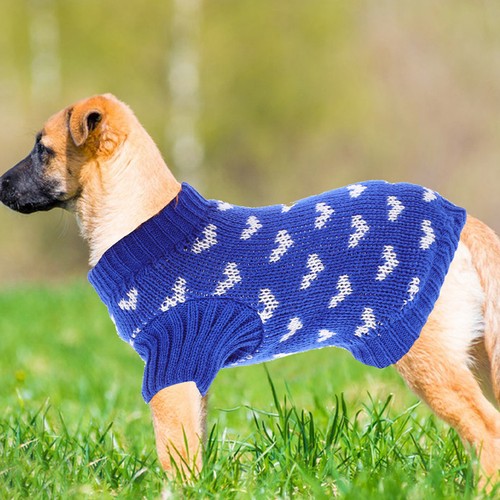 Pull chien petite taille - chien,