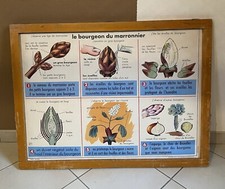 ancienne carte d’école affiche scolaire MDI marronnier / haricot