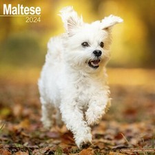 Calendrier 2024 - BICHON MALTAIS
