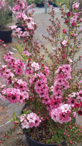 Leptospermum scoparium rose - leptospermum,