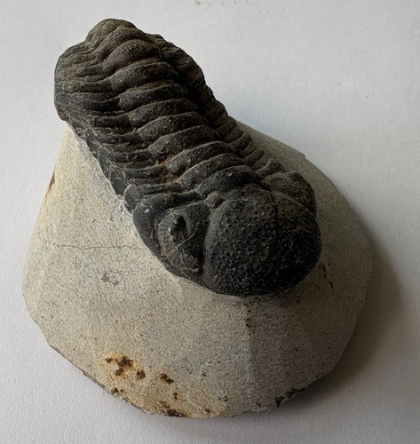 Phacops trilobite fossils - phacops,