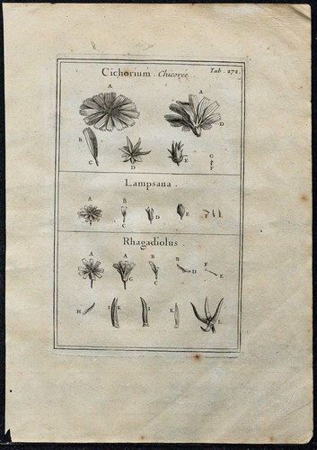 1719 chicorée lampsane - 1719,