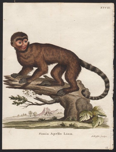 Singe capucin tufté - capucin, gravure