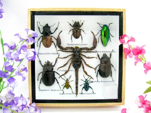 Insectes exotiques réel - exotiques,