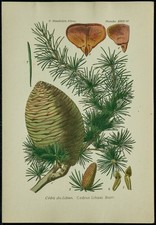 1898ca - Cèdre du Liban -