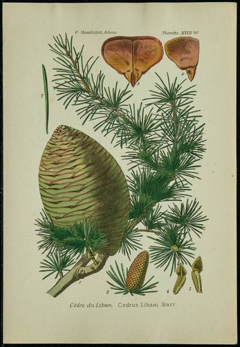 1898ca cèdre liban - cèdre,