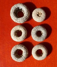 OURSIN FOSSILE PLIOCÈNE DE