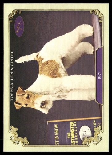 Sky 2024 topps allen - topps, ginter