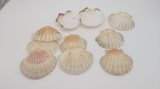 Lot de 10 coquilles