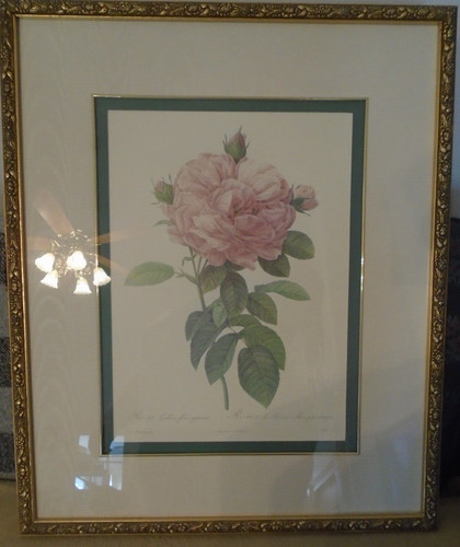 Redoute print rosa gallica - rosa,