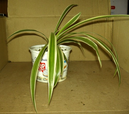 Jeune chlorophytum 3 - jeune, n°3