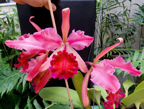Cattleya dowiana var rosita - cattleya,