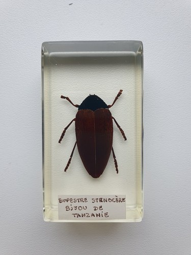 Insecte sous résine - ,