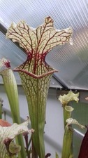 sarracenia cv. 'Leviathan' -