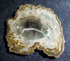 Tranche de bois fossile de