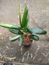 Rhapis japonica  "Hakugin
