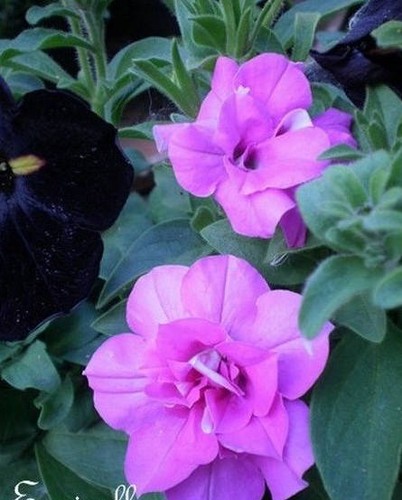 Surfinia pétunia double - ♫,