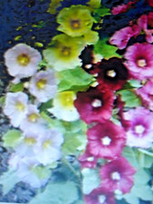 100 Graines de ROSE TREMIERE couleur en mélange   jaune/blanc/rose tagada/violet