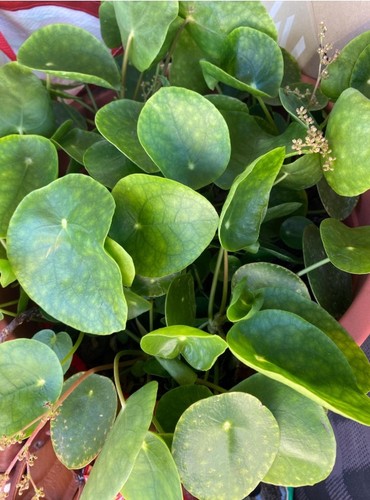 Pilea splash monnaie de - pilea,