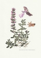 Planche 134 Histoire Naturelle