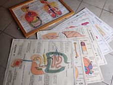 Lot de 16 planches corps humain Rossignol + cadre. Top pour déco chez médecin