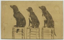 CDV circa 1870. 3 chiens sur 3 tabourets. Cirque. Dressage.