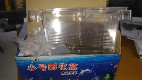 Paridera guppy vivipare - guppy,